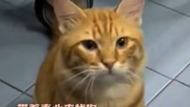 风吹来了你的味道 怎么闻起来苦苦的#小猫 #治愈 #暖心