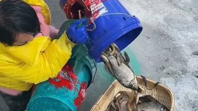 #户外捕鱼 #好多鱼