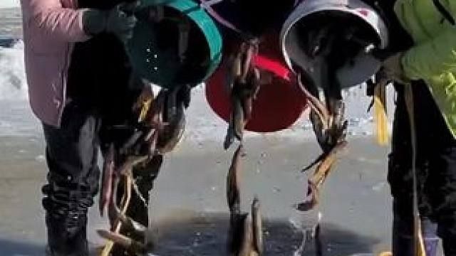 #户外捕鱼 #好多鱼