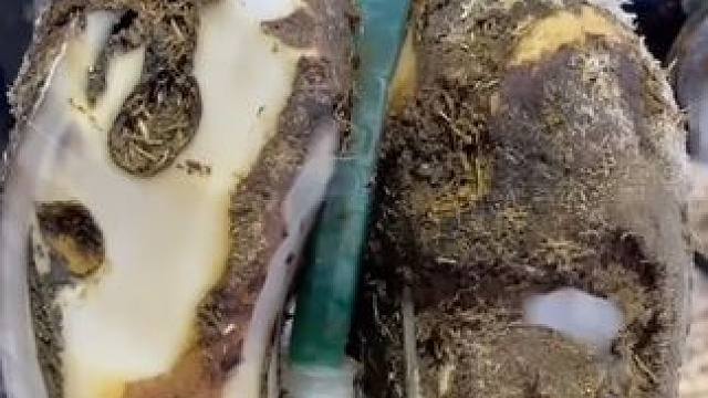 削掉即将脱落的蹄底，出现的竟然是两个黑洞#解压#修牛蹄