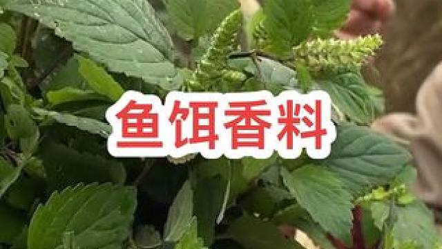 随处可见的鱼饵增香料 #钓鱼知识 #最适合冬天的钓鱼经验来了 #钓鱼技巧 #鱼饵添加剂 #鱼饵制作