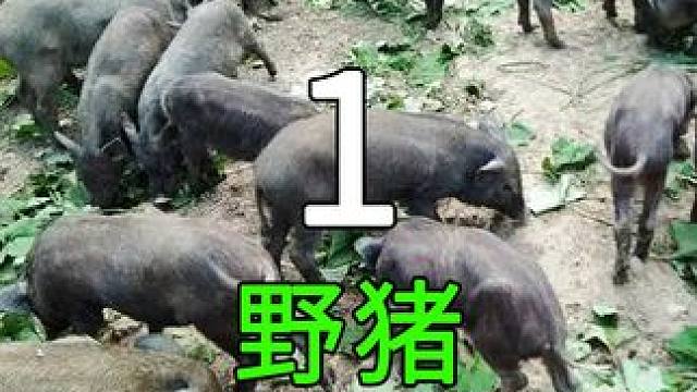 <第1/3集>特种野猪的秘密，养殖过程大开眼界 #纪录片解说