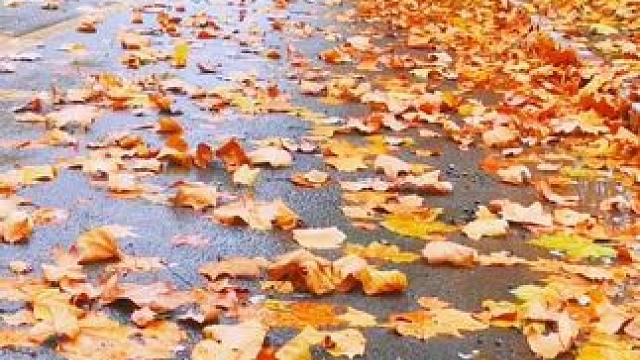 #落叶知秋风渐凉