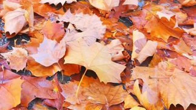 #落叶转场带来秋天之美 ！