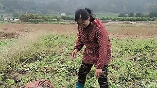 山卡卡里的农村大姐学费了开直播每天收获满满您还在恐播怕播不敢开播开播了不知说什么吗#记录真实生活 #