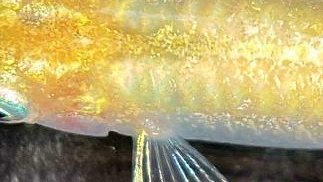 金手鳍光我已经做出来了，还在追赶小鬼子呢？小鬼子都要爬过来舔我脚趾#观背青鳉 #观赏鱼 #养鱼日记 