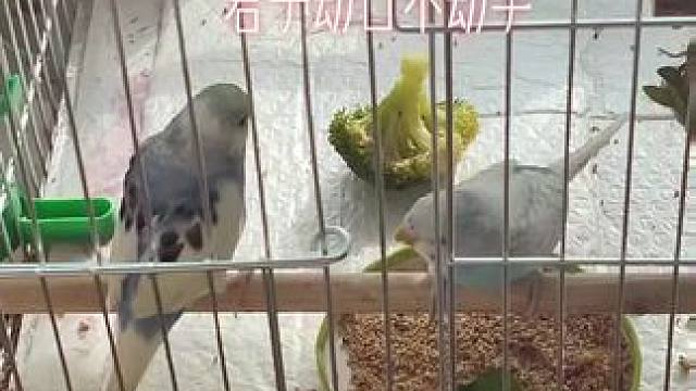 #鹦鹉鹦鹉萌萌哒逗鹦鹉 #手养鸟 #萌宠