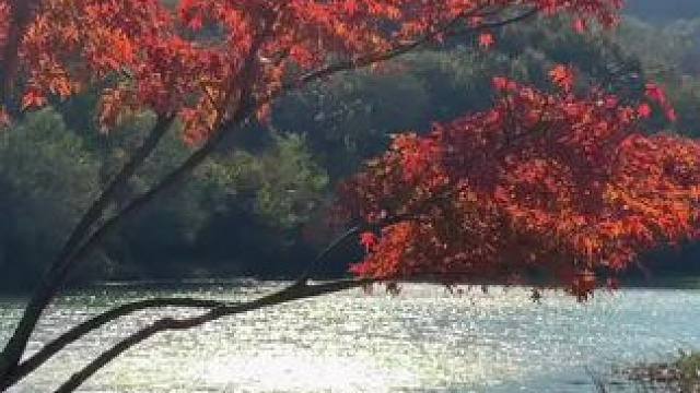 听说大连下雪了❄️#红叶