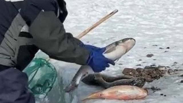 #户外捕鱼 #好多鱼