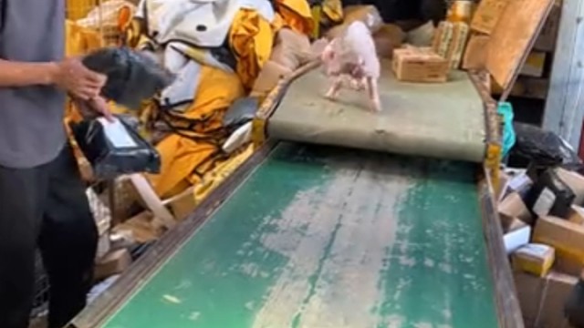 谁在网上买猪啊