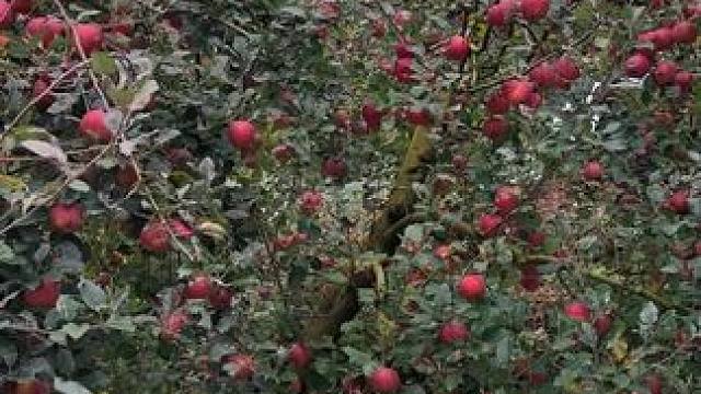 我的农村生活 #川哥川嫂