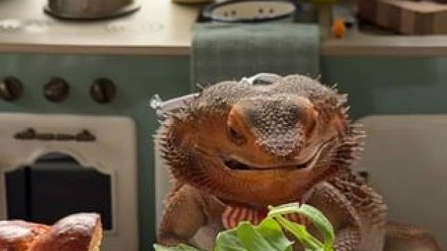 宠物鬃狮蜥干饭仪式感满满 #国外视频分享 #奇妙的动物 #宠物