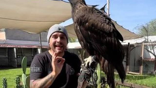 宠物猛禽 #国外视频分享 #奇妙的动物 #宠物