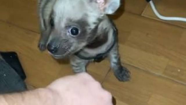 战斗力爆表的小棕鬣狗 #国外视频分享 #奇妙的动物 #肛肠科主任