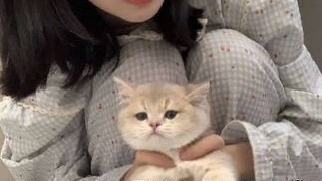 今天不加班嘿嘿ԅ(¯㉨¯ԅ)#被迫营业的猫猫 #我和我的猫 #日常vlog