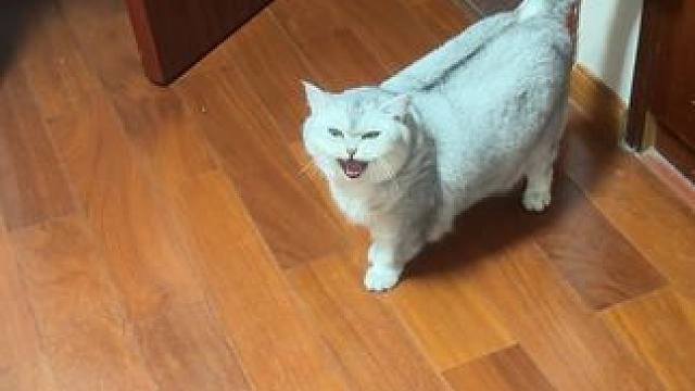 这是怎么了 #它只是不会说话其实它什么都懂