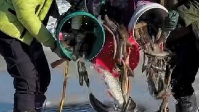 #户外捕鱼 #好多鱼