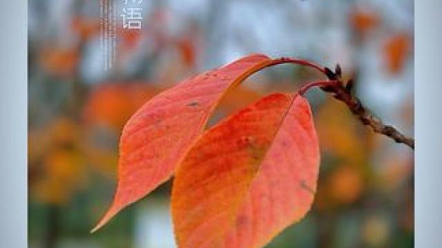 手机的原相你你真的会用吗？看看你的手机有没有白买#手机摄影 #秋天落叶 #唯美意境 #治愈系风景