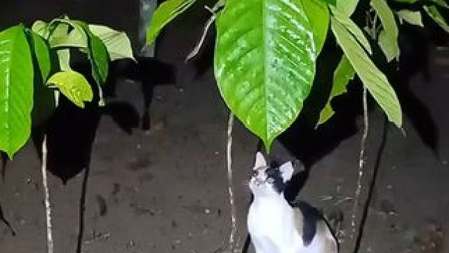 勇敢猫咪 #国外视频分享 #宠物 #猫咪