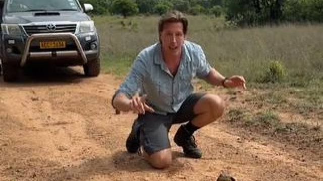 #国外视频分享 #野生动物零距离 #专业操作请勿模仿