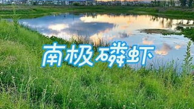 这是真实发生在大海上的离奇一幕，渔民捕鱼返航的过程中居然还有意外收获#南极磷虾 #磷虾干