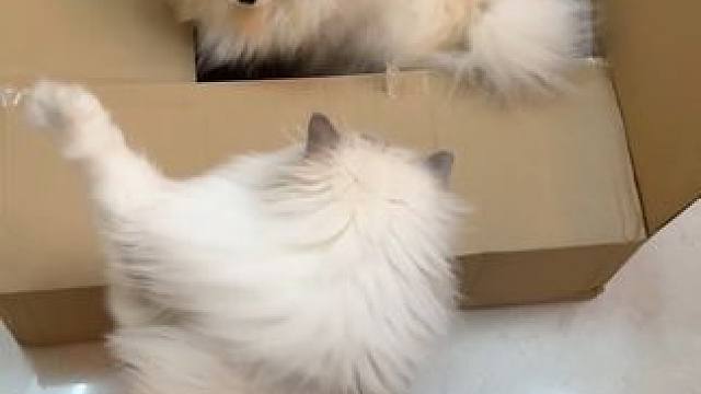 明明就是福福家！为什么不让福福进！ #万物可爱计划 #宅家治愈记 #猫狗双全