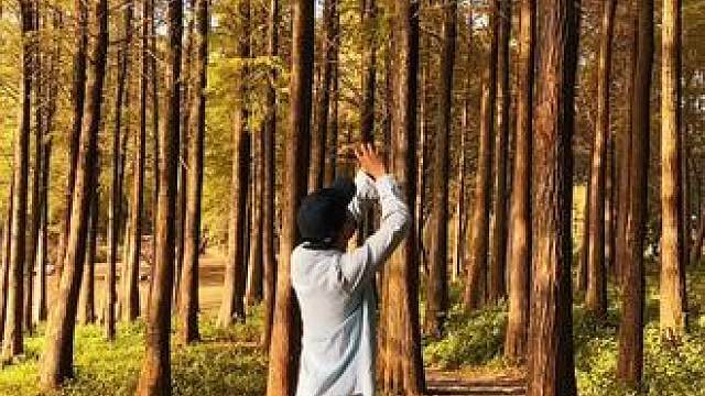 林荫小道试试这样拍#手机摄影 #拍摄技巧 #小树林 #治愈系风景