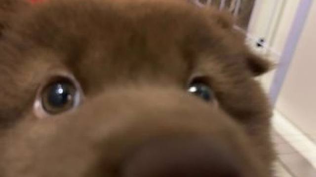 捣蛋小狗#土松 #五红犬 #新手养宠 #狗狗怼脸拍