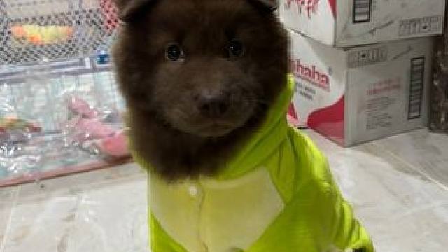 可能他也知道自己很帅吧#土松 #五红犬 #中华田园犬 #谁家小狗像个小宝宝 #萌宠日常记录