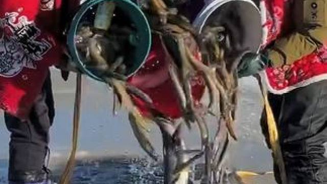 #户外捕鱼 #好多鱼