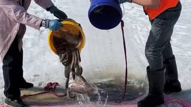 #户外捕鱼 #好多鱼