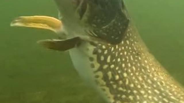 大鱼吃小鱼 #国外视频分享 #好大一条鱼 #水下拍摄