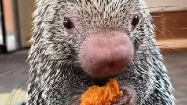 宠物豪猪吃大餐 #国外视频分享 #宠物 #豪猪