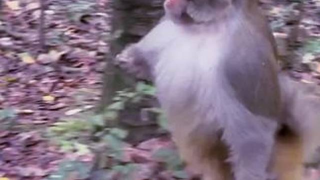 他叔个不讲脸的哟#看一遍笑一遍