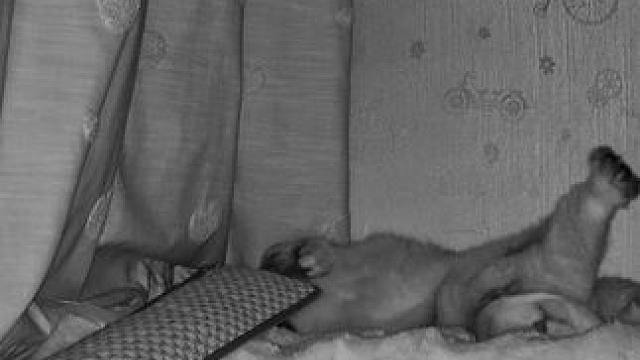 阿蛋今晚把枕头都踢下床了 #谁能拒绝傻憨憨的小猫咪 #监控下的一幕 #它只是不会说话其实它什么都懂