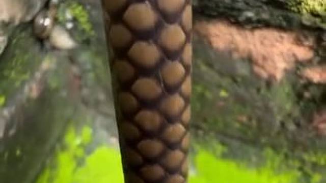 一根长绳子 #国外视频分享 #奇妙的动物 #野生动物零距离