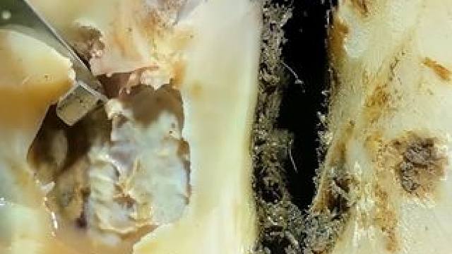 带有复查的牛汁蹄子，看看两周的时间能恢复成什么样子#修牛蹄 #解压