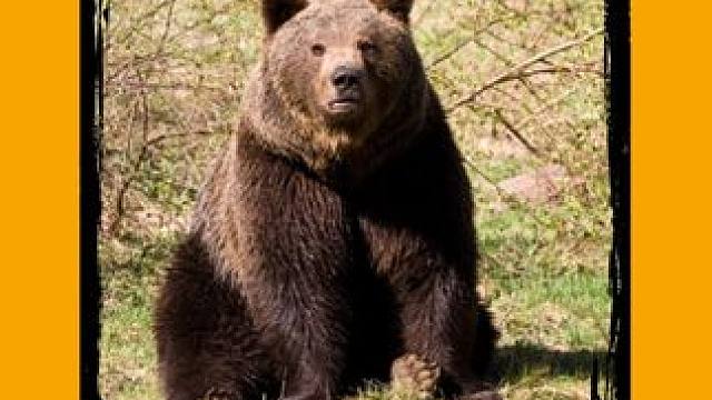 熊：保险金高地得分我一半 #外国人真会玩 #整活 #专家 #野生动物 #离谱