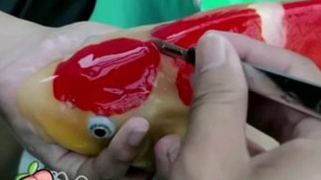 医美风也是吹到了鱼圈了呀。 #锦鲤 #锦鲤整形 #冷知识#科普#万万没想到