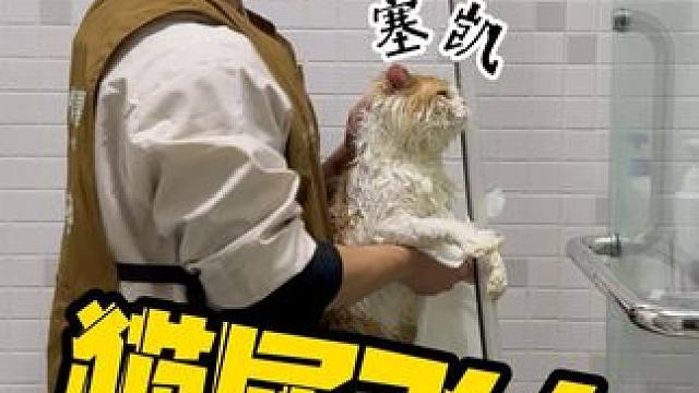 这塞凯，也太难伺候啦！！ #喵惊喜 #上门洗猫 #上门洗护 #宠物