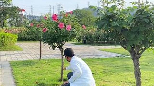 月季花试试这样拍太美了#手机摄影 #拍摄技巧 #月季花 #治愈系风景 #随手一拍都是美景