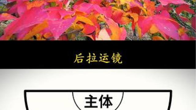 常用的四个运镜手法，任何花草都能拍出唯美大片#手机摄影 #运镜技巧#运镜教程 #怎样运镜能拍出高级感