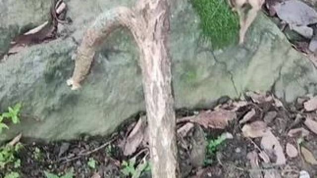 #我的世界 #Minecraft