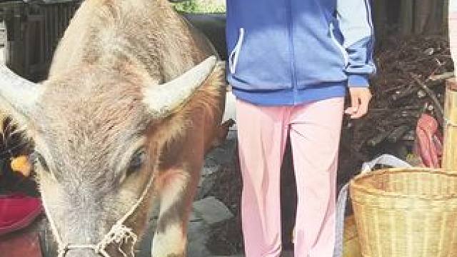 #记录我的乡村生活 #田园生活 #放牛的生活