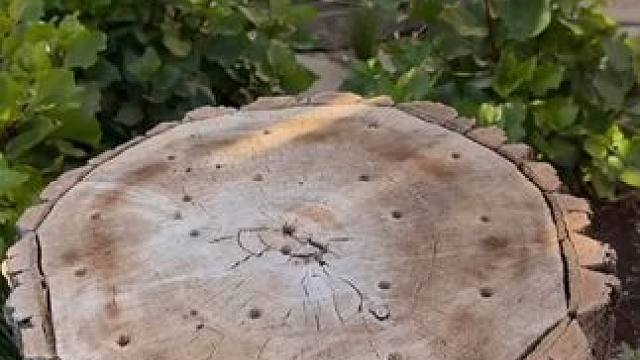 单身狗专用羽毛球~~ #玩个很新的东西 #羽毛球