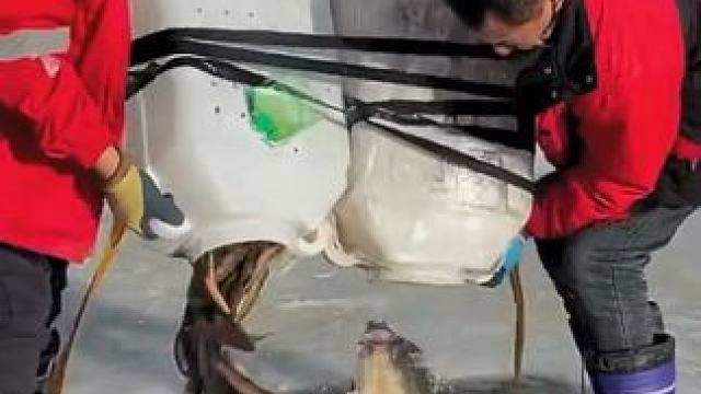 #户外捕鱼 #好多鱼