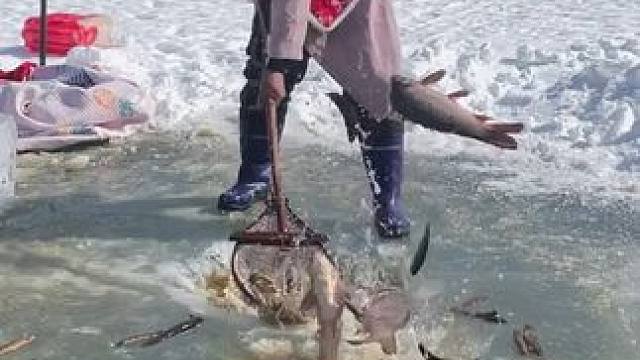 #户外捕鱼 #好多鱼