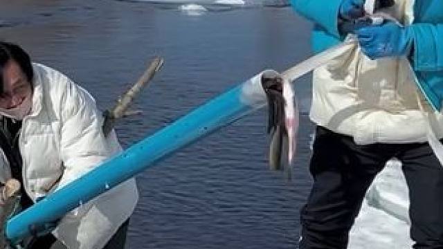 #户外捕鱼 #好多鱼