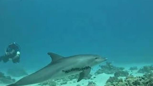 聪明的海豚与海草翩翩起舞 #国外视频分享 #野生动物零距离 #海洋生