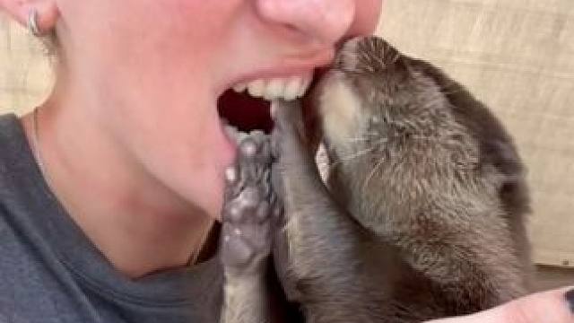 国外美女的宠物水獭 #国外视频分享 #奇妙的动物 #宠物
